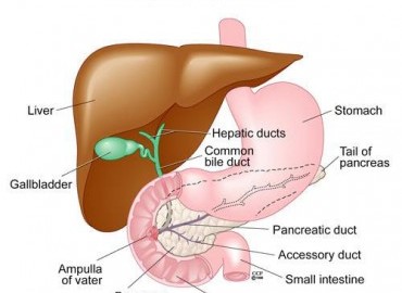 Gastrik Bypass Sonrası Dumping Sendromu: Belirtiler ve Çözüm Yolları